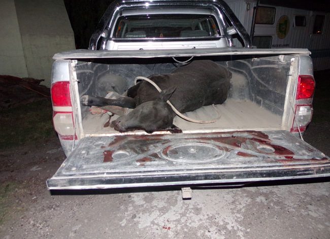 hurto-ganado-la-adela