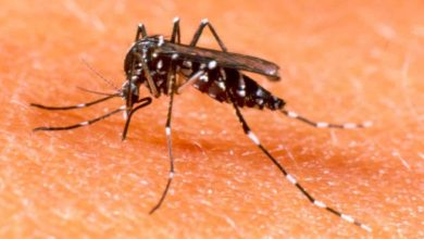 dengue-1-y-2