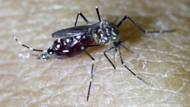 mosquito-zika