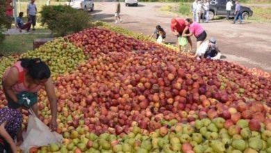 tiraron-fruta-rio-negro