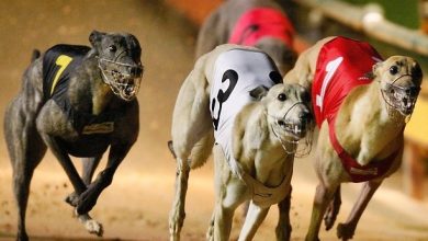 carreras-galgos-lp
