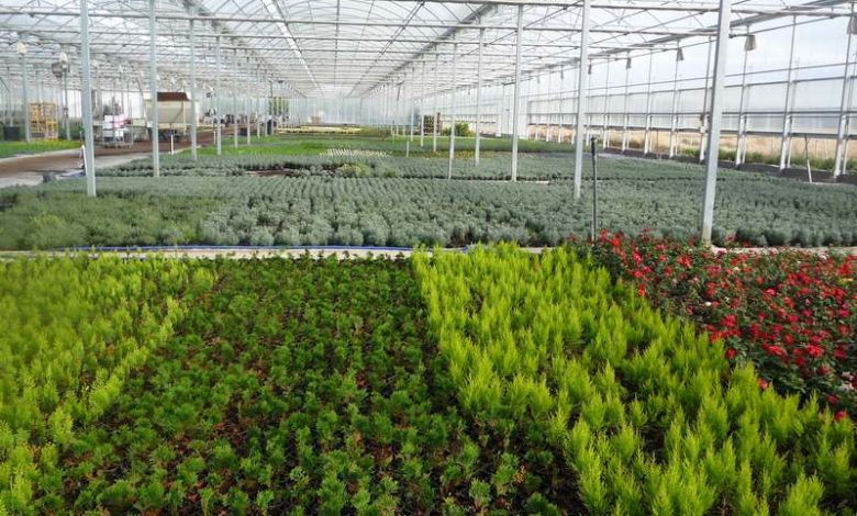 vivero99
