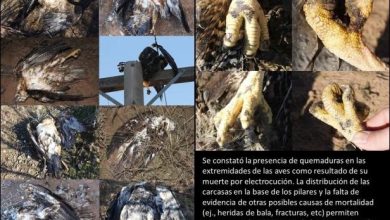 aguilas-1