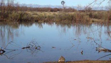 atuelcrecida2016-1-1