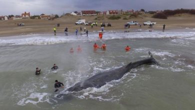 ballena