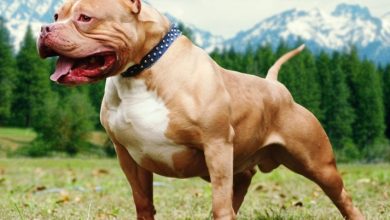 perro-pitbull-bully