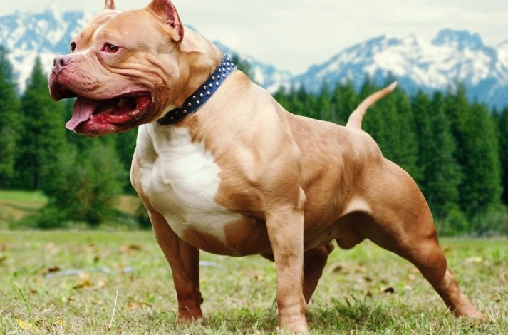 perro-pitbull-bully