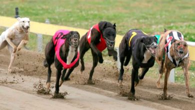 Carrera-galgos