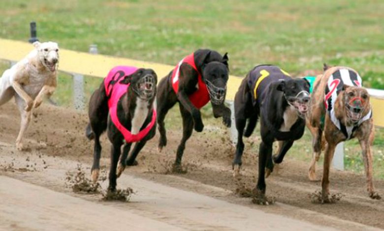 Carrera-galgos