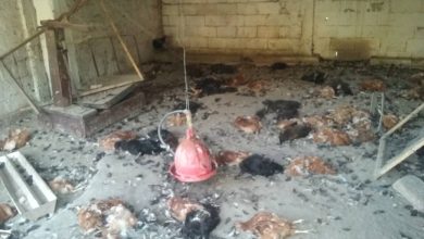 cep-gallinas-muertas