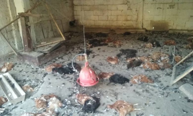 cep-gallinas-muertas