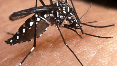 2016-01-27-mosquito