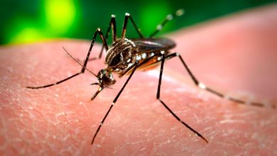 dengue