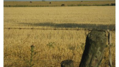 ataliva-roca-la-pampa-agrofy-2-20170223212412