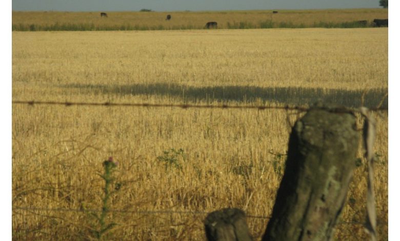 ataliva-roca-la-pampa-agrofy-2-20170223212412