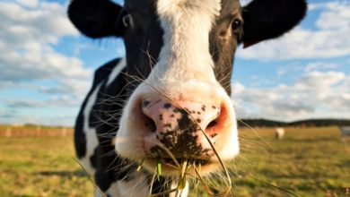 Vaca-pastando-e1473426513558