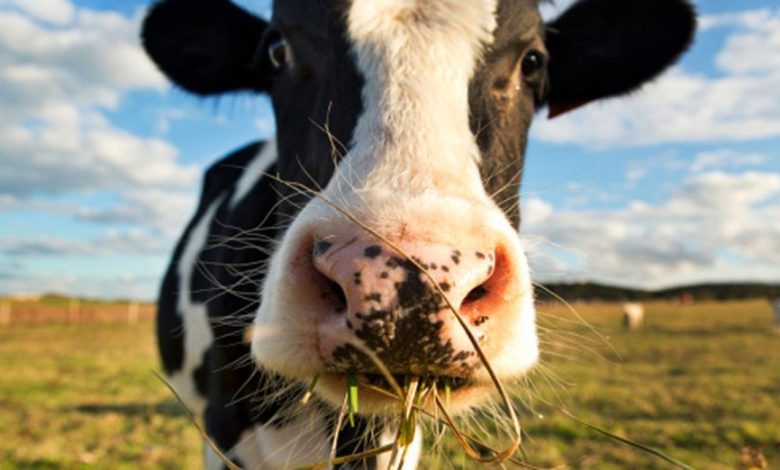 Vaca-pastando-e1473426513558