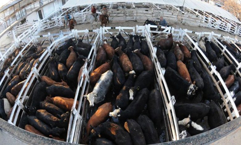 Vacas
