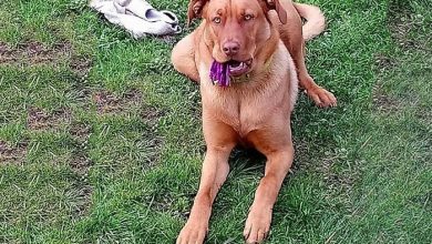 06-Kika-perra2b375975