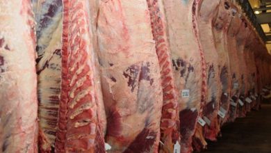 carne-3-768x432