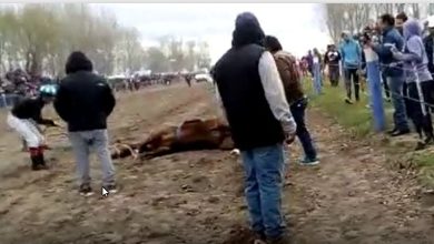 hipico yegua muerta1