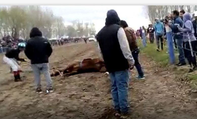 hipico yegua muerta1
