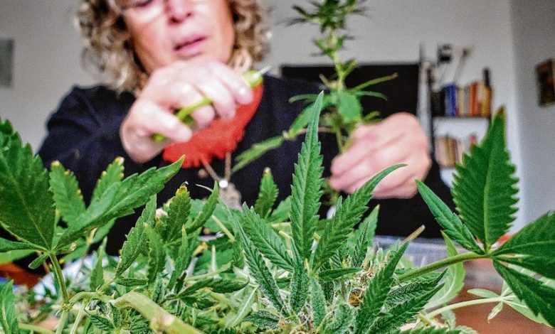 “Hay que legislar para todos los que eligen el cannabis como medicina”