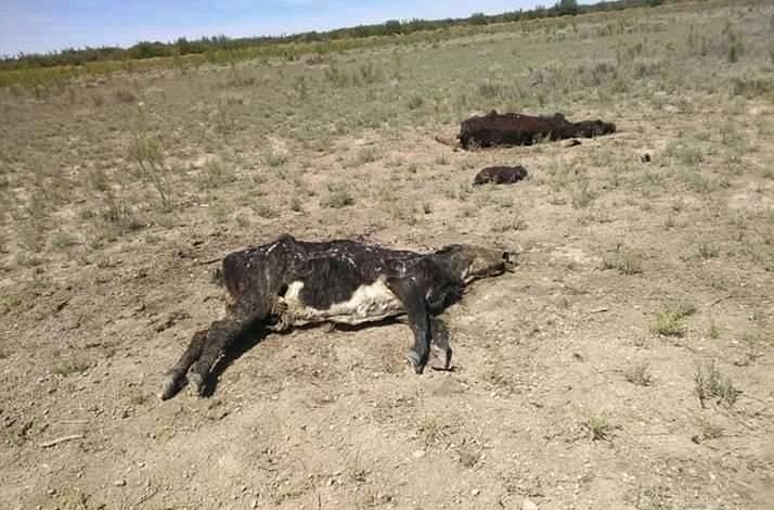 vacas2