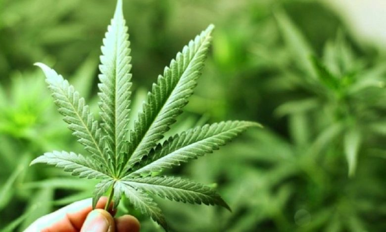 Avanza proyecto para permitir el autocultivo de cannabis y la venta de aceites en farmacias