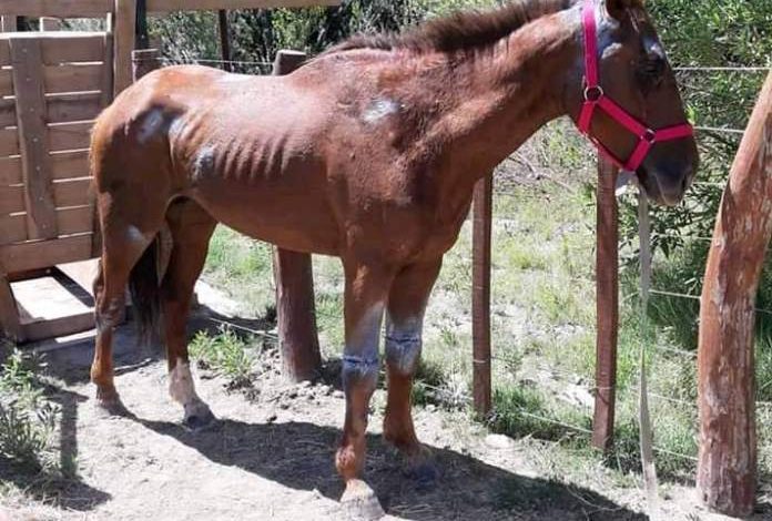 25 de Mayo. Un chacarero fue acusado por maltratar a su caballo