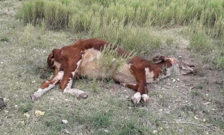 25 de Mayo. Los perros le mataron más de 20 vacunos