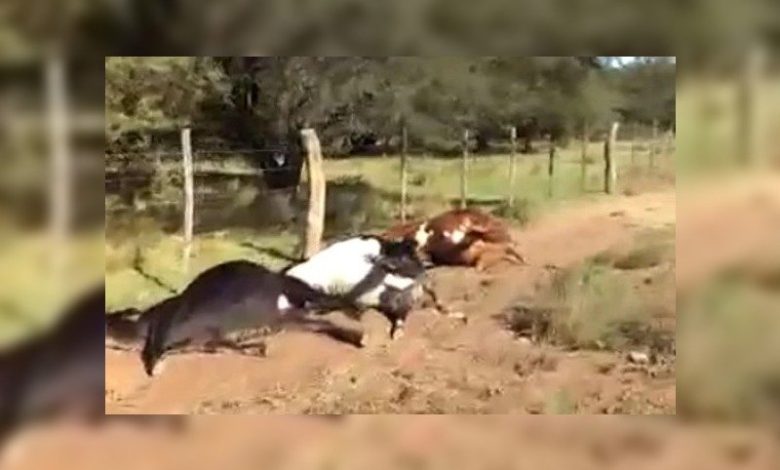 Una centella mató 21 vaquillonas de 200 kilos