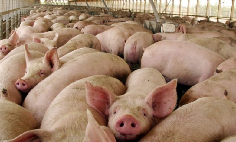 Científicos indican que en China hay un nuevo virus respiratorio