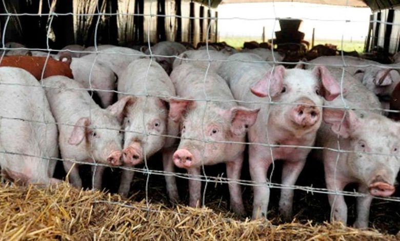 ¿Se viene la producción de carne porcina para China?