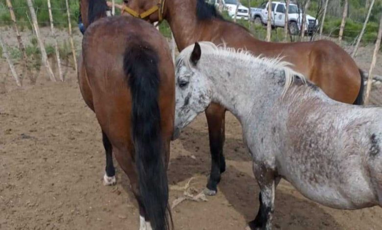 En 25 de Mayo recuperan caballos de equinoterapia que iban a ser llevados a Catriel