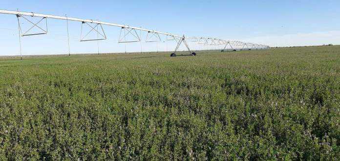 Empresario de Catriel tiene la “mejor alfalfa de La Pampa”