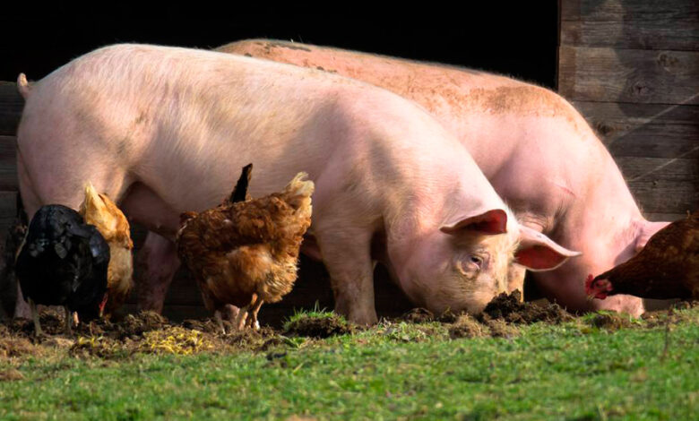 Alerta por triquinosis en Algarrobo del Aguila