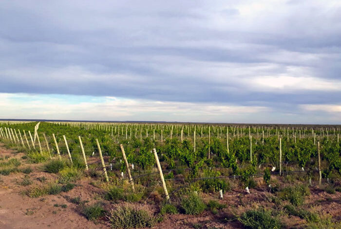 El EPRC acordó la venta de más hectáreas bajo riego para viticultura en Casa de Piedra