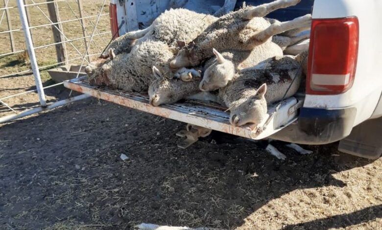Pumas mataron más de 30 corderos a un productor