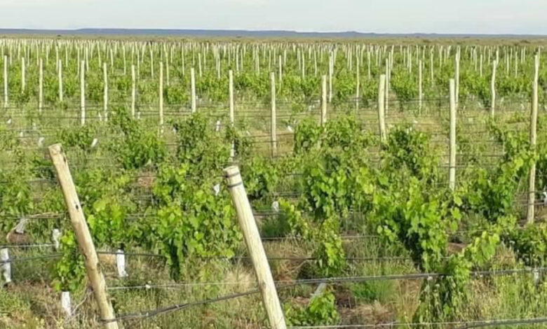 25 de Mayo: alertan por estafas con ventas de terrenos