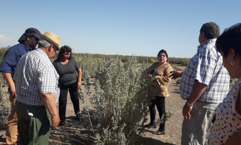 Presentaron una especie forrajera apta para el oeste pampeano