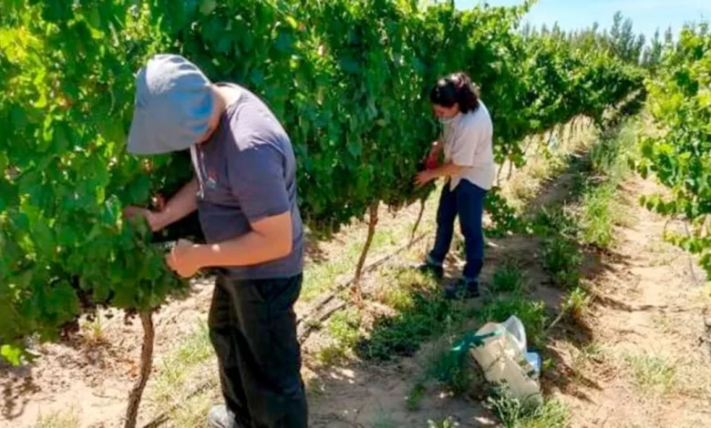 Casa de Piedra tendrá su «Fiesta de la Vendimia»