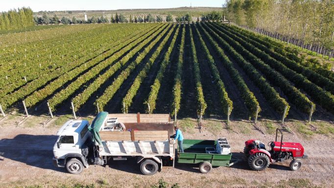 Vendimia récord en Casa de Piedra en variedades Merlot y Pinot-Noir