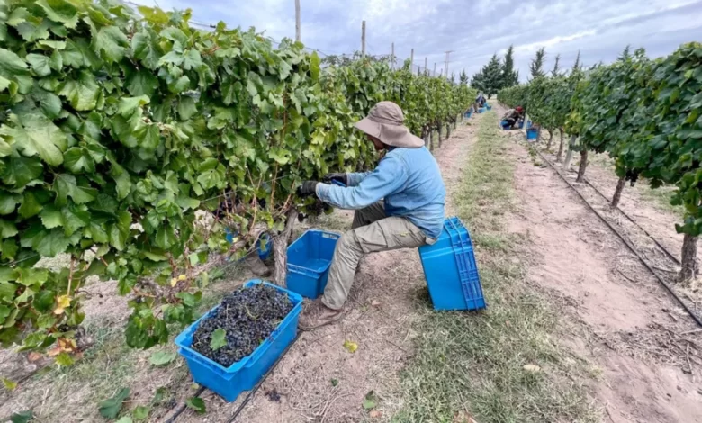 25 de Mayo-Científicos destacan la producción de vinos pampeanos