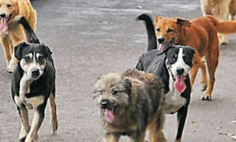 25 de Mayo- Comenzó la capacitación “Programa de Equilibrio Poblacional de Perros y Gatos”