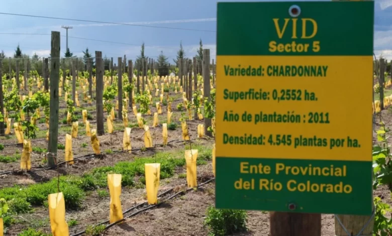 En dos años, el área bajo riego del río Colorado creció un 52%