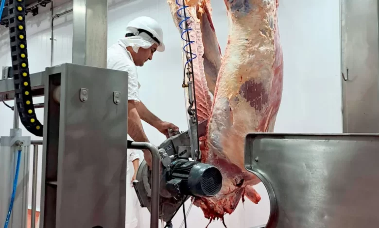 Faenaron los primeros novillos en el Frigorífico General Acha