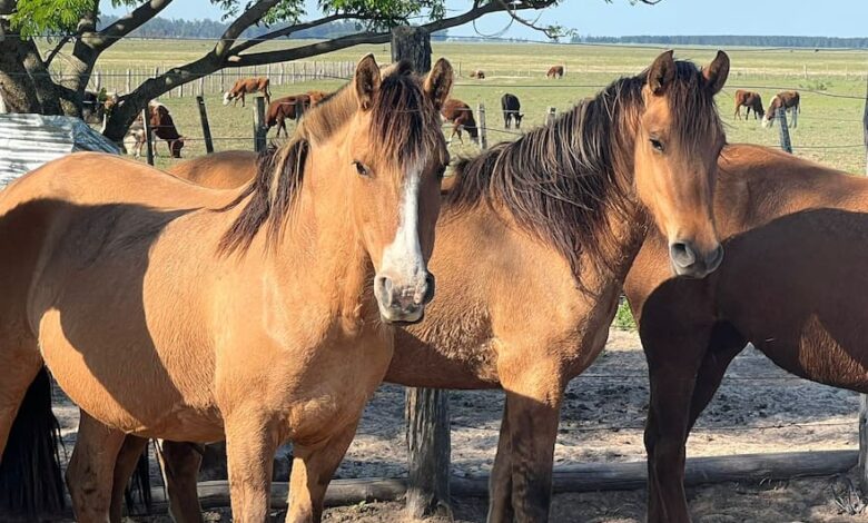 Conforman casos de Encefalomielitis en La Pampa