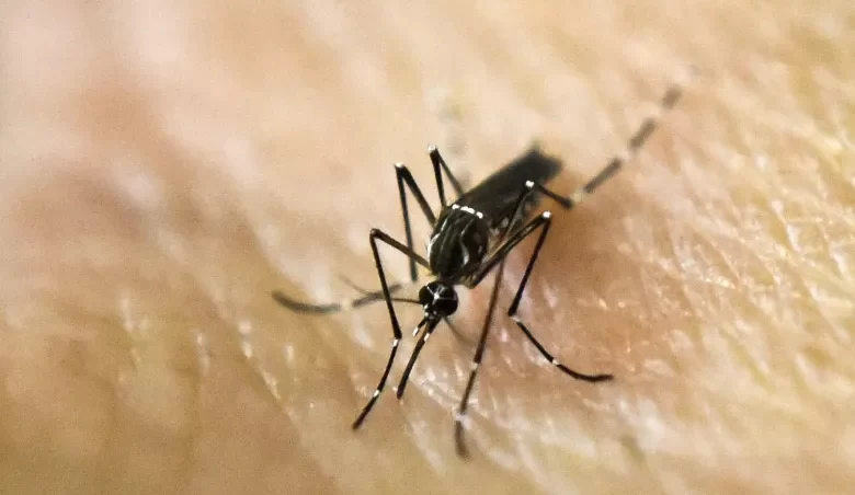 Dengue: hay 365 casos en la provincia y 202 son autóctonos