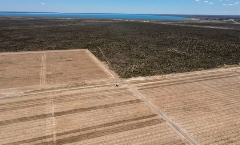 El sorprendente polo de pistachos que nace a solo una hora del Alto Valle
